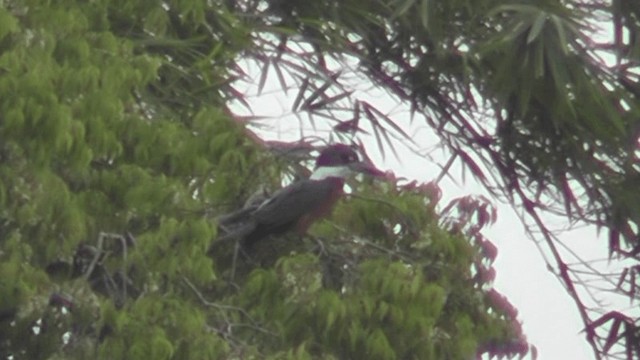 Ringed Kingfisher - ML201125181