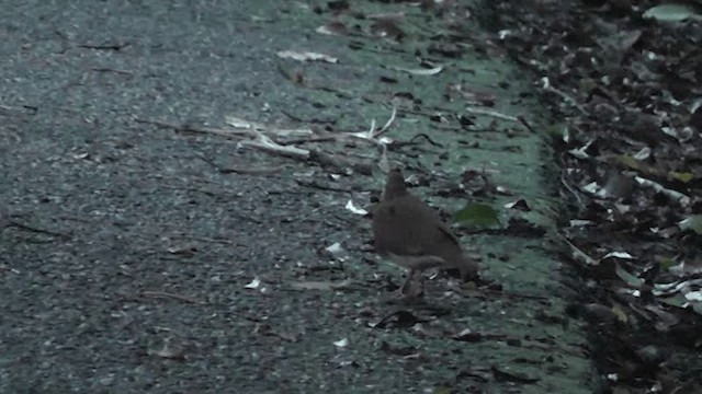 ヤマウズラバト - ML201125241