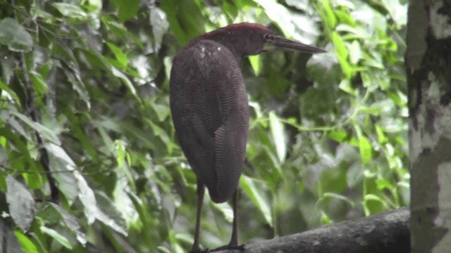 Rufescent Tiger-Heron - ML201125251