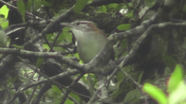 Rufous-and-white Wren - ML201125261