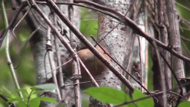 Rufous-breasted Wren - ML201125271