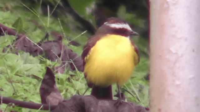 Rusty-margined Flycatcher - ML201125301