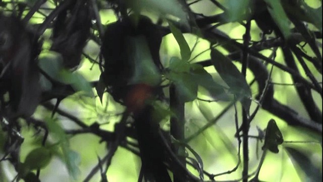 Cassique à dos rouge (microrhynchus) - ML201125311
