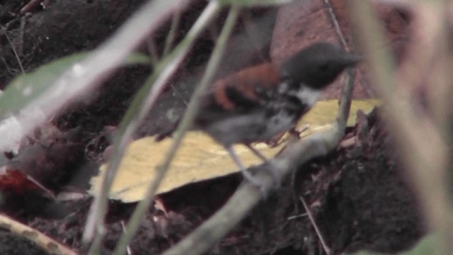 Spotted Antbird - ML201125381