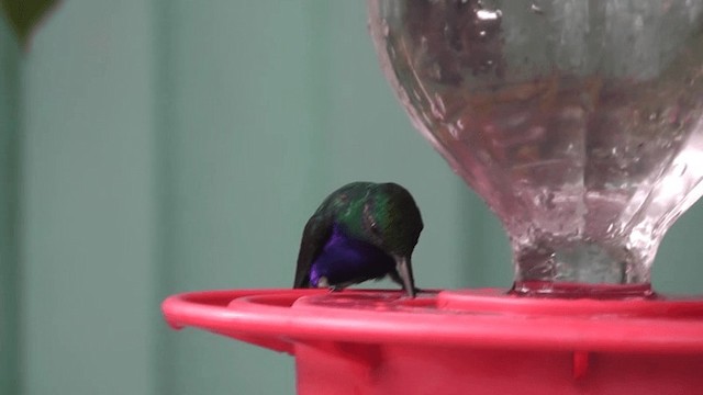 Фиолетовобрюхий колибри - ML201125471
