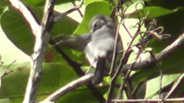 White-browed Gnatcatcher - ML201125481