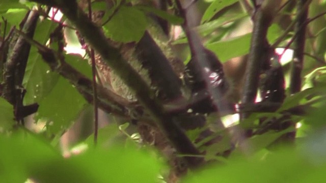 Black-crowned Antshrike - ML201125491