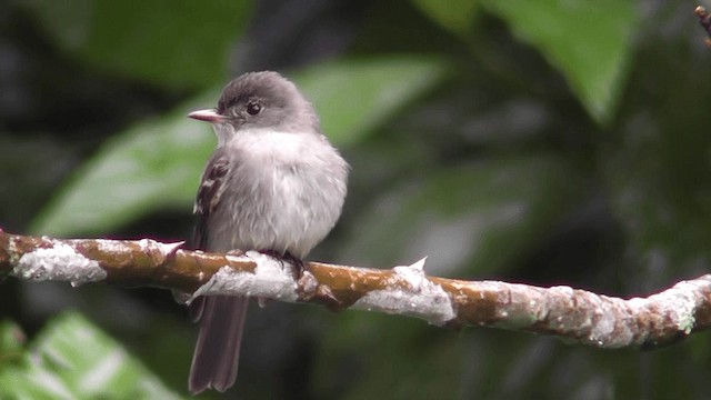 Western Wood-Pewee - ML201125591