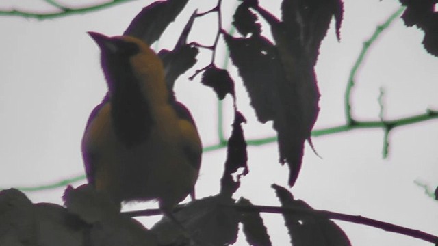 Oriole à queue jaune - ML201125611