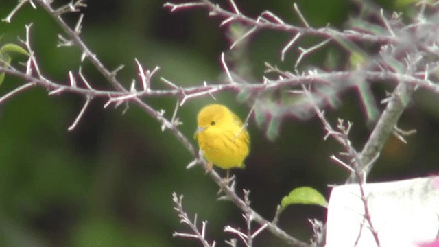 Paruline jaune - ML201125621