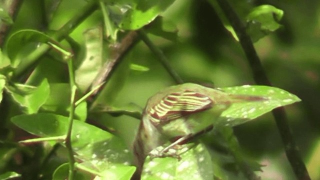 Mistletoe Tyrannulet - ML201125641