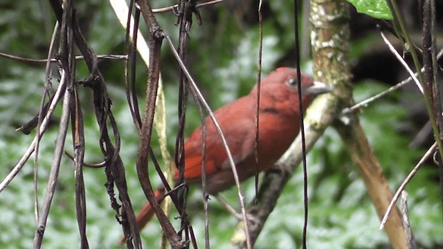 Red-crowned Ant-Tanager - ML201125651