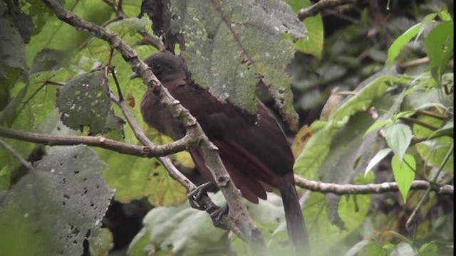 Gray-headed Chachalaca - ML201125661