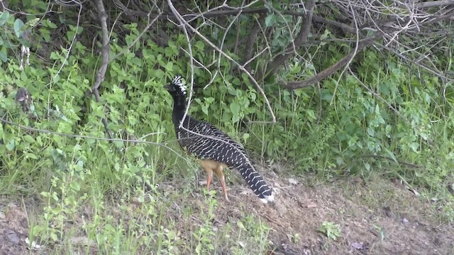 Bare-faced Curassow (Bare-faced) - ML201125821