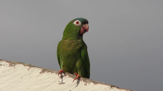 Blue-crowned Parakeet - ML201125831