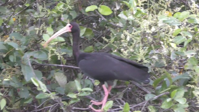 Bare-faced Ibis - ML201125841