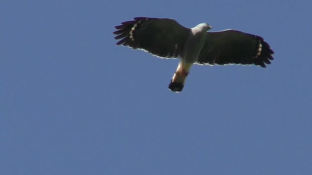 Crane Hawk - ML201125901