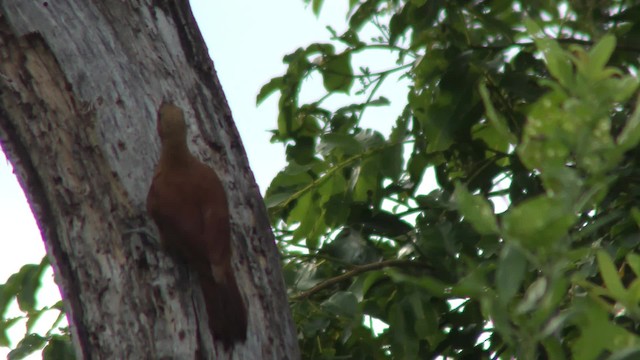 Great Rufous Woodcreeper - ML201125941