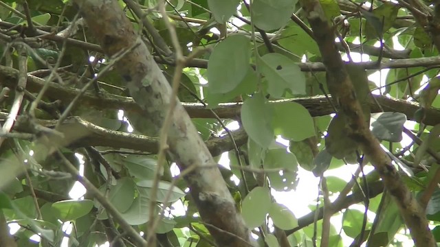 Mato Grosso Antbird - ML201126011