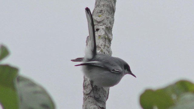 Masked Gnatcatcher - ML201126021