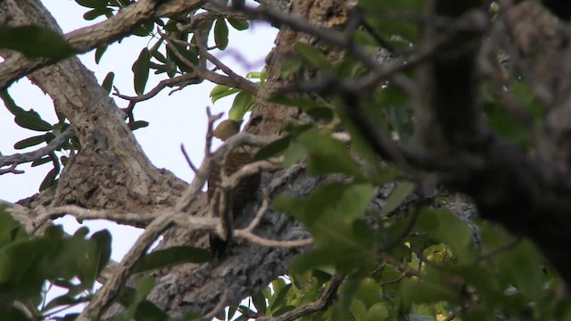 Pale-crested Woodpecker - ML201126041