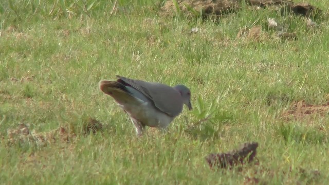 Pigeon rousset - ML201126061