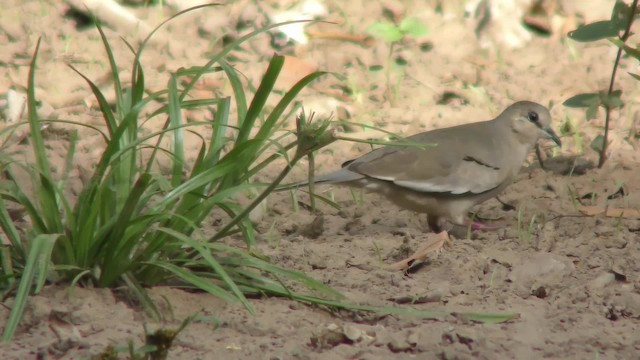 Picui Ground Dove - ML201126091