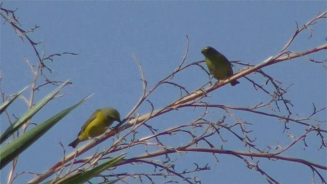 Purple-throated Euphonia - ML201126121