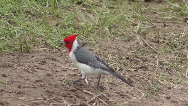 紅冠唐納雀 - ML201126141