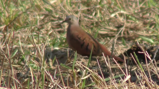 Ruddy Ground Dove - ML201126171