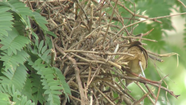 アレチカマドドリ（rufifrons グループ） - ML201126201