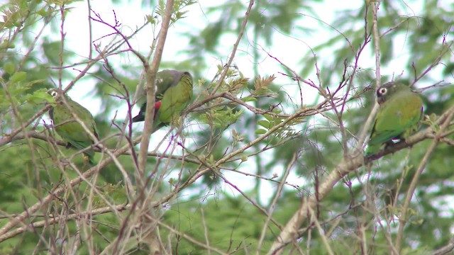Папуга-червоногуз зеленощокий - ML201126241