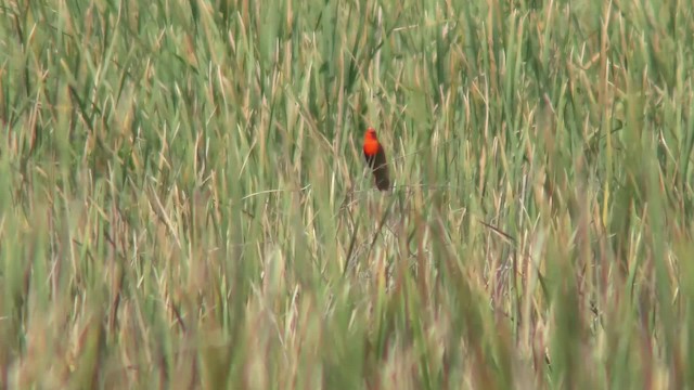 Scarlet-headed Blackbird - ML201126251