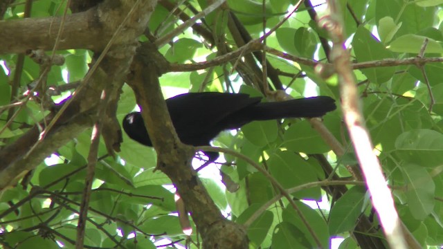 Cacique Solitario - ML201126301