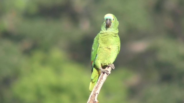 アオボウシインコ - ML201126381