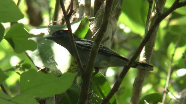 White-winged Becard - ML201126401