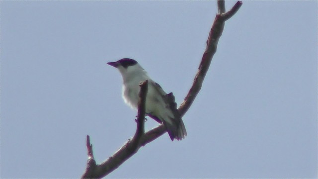 Black-crowned Tityra - ML201126491