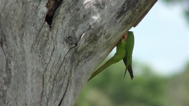 Blue-crowned Parakeet - ML201126501