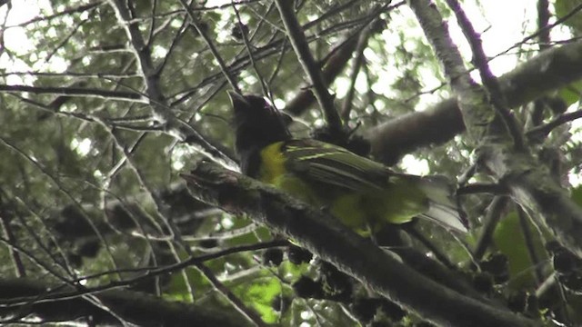 Hooded Berryeater - ML201126531