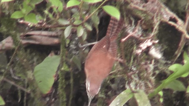 Long-billed Wren - ML201126561