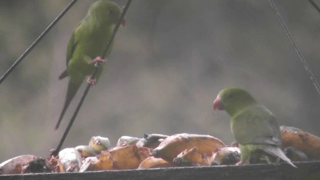 オナガミドリインコ - ML201126621