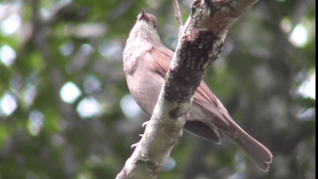 Pale-breasted Thrush - ML201126631