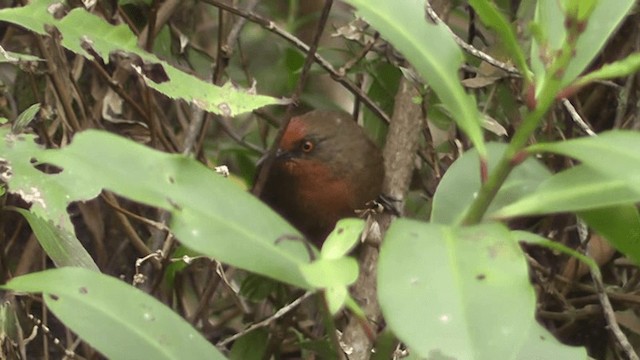 Orange-eyed Thornbird - ML201126671