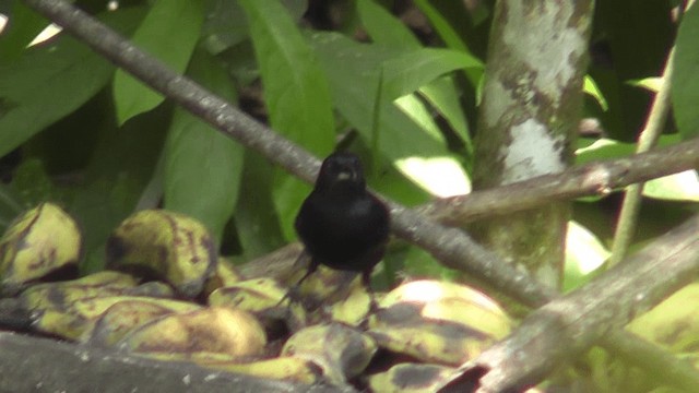 Ruby-crowned Tanager - ML201126681