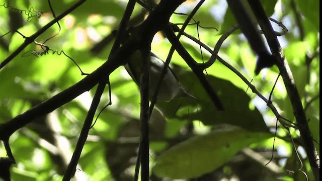 brunøyevireo - ML201126691