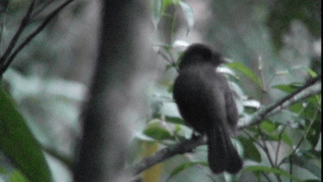 ヒゲフウキンチョウ - ML201126701