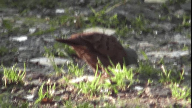 Ruddy Ground Dove - ML201126721