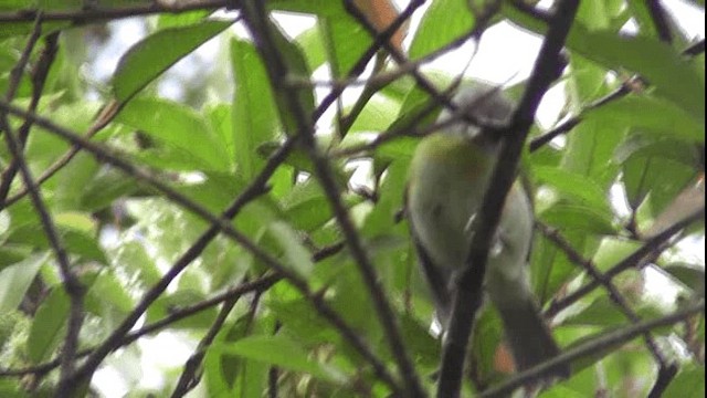 Rufous-browed Peppershrike - ML201126761