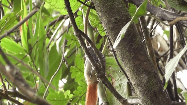 Rufous-tailed Antbird - ML201126791