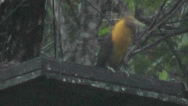 Saffron Toucanet - ML201126821